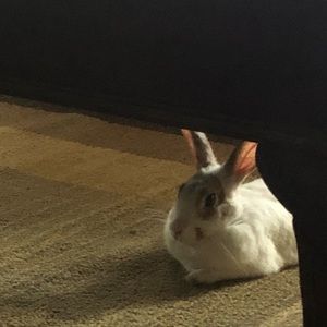 Meet your Posher, Alondra